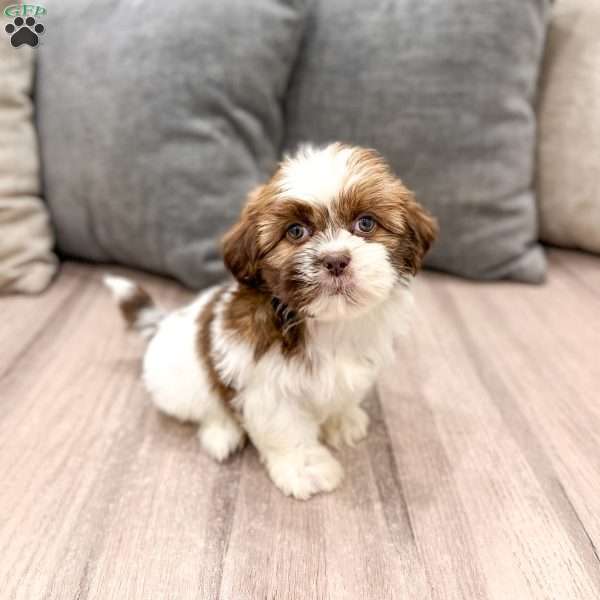 Cleo, Shih Tzu Puppy