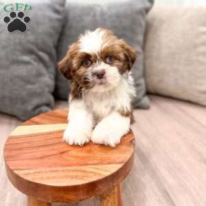 Cleo, Shih Tzu Puppy