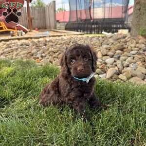 Baxter, Cockapoo Puppy