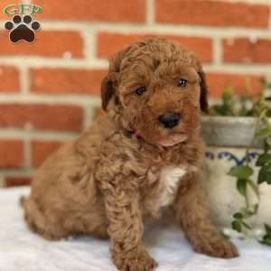 Hunter, Miniature Poodle Puppy