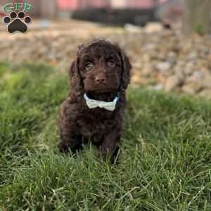 Baxter, Cockapoo Puppy