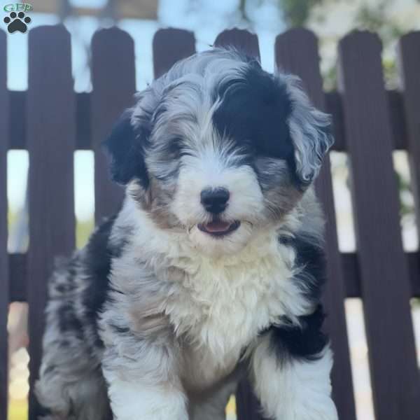 Seth, Mini Aussiedoodle Puppy