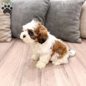 Cruze, Shih Tzu Puppy