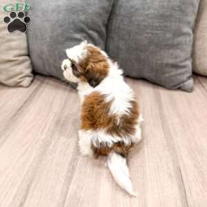Cruze, Shih Tzu Puppy