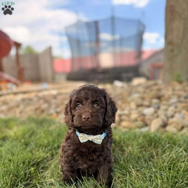 Baxter, Cockapoo Puppy