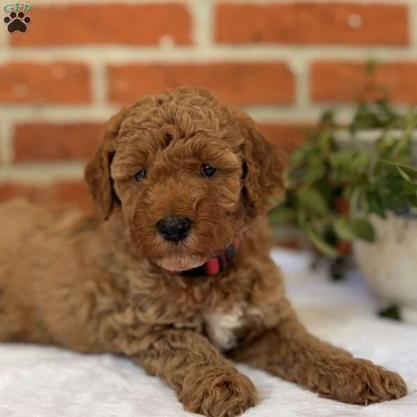 Hunter, Miniature Poodle Puppy
