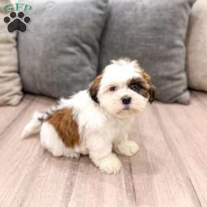 Cruze, Shih Tzu Puppy