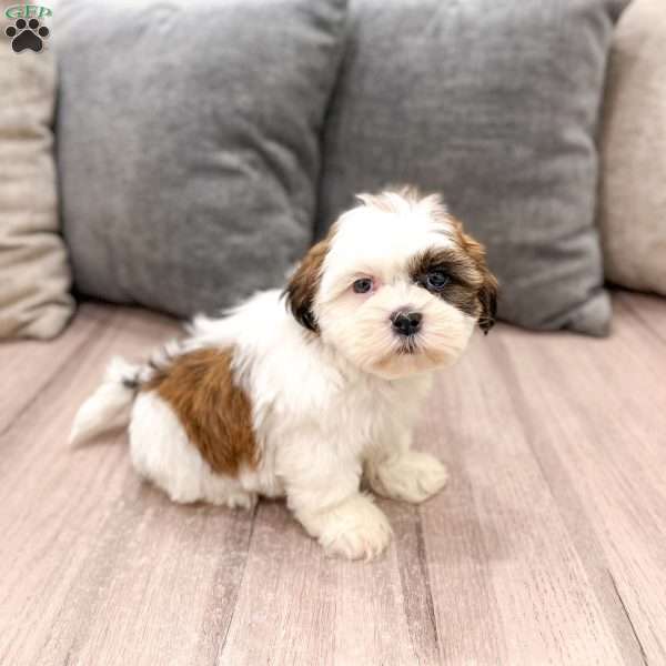 Cruze, Shih Tzu Puppy