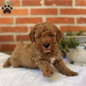 Hunter, Miniature Poodle Puppy