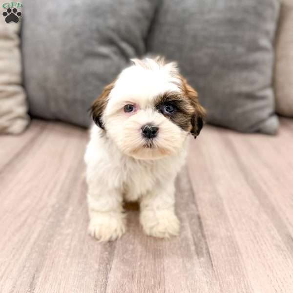 Cruze, Shih Tzu Puppy