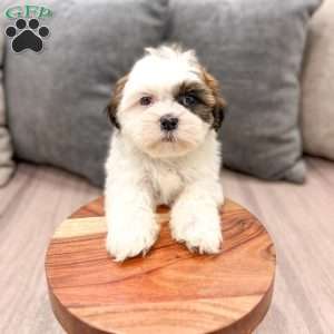 Cruze, Shih Tzu Puppy