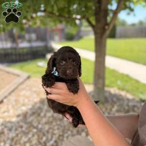Baxter, Cockapoo Puppy