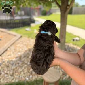 Baxter, Cockapoo Puppy