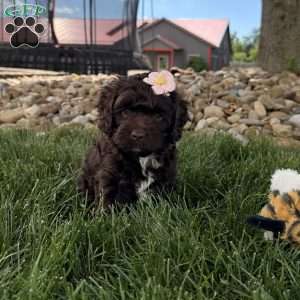 Bailey, Cockapoo Puppy