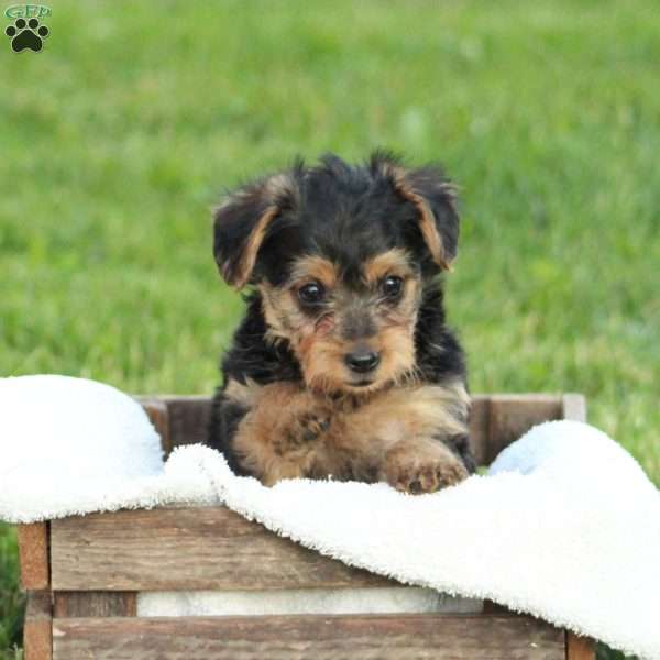 Macy, Yorkie Poo Puppy