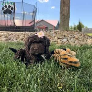 Bailey, Cockapoo Puppy
