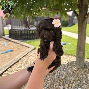 Bailey, Cockapoo Puppy