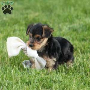 Macy, Yorkie Poo Puppy