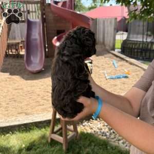 Bailey, Cockapoo Puppy