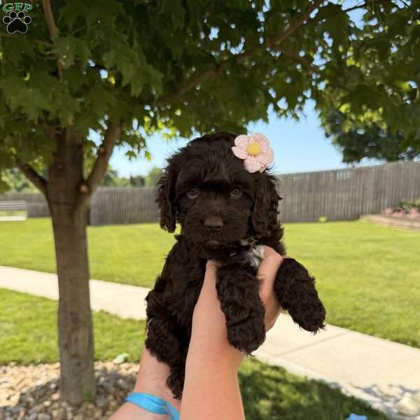 Bailey, Cockapoo Puppy