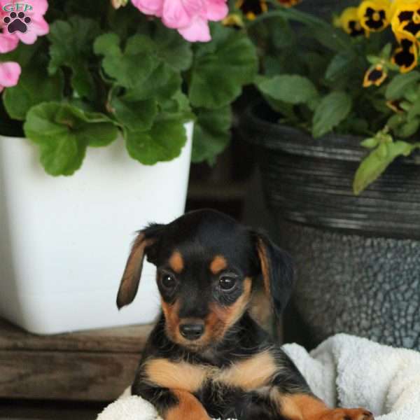 Sonya, Dorkie Puppy