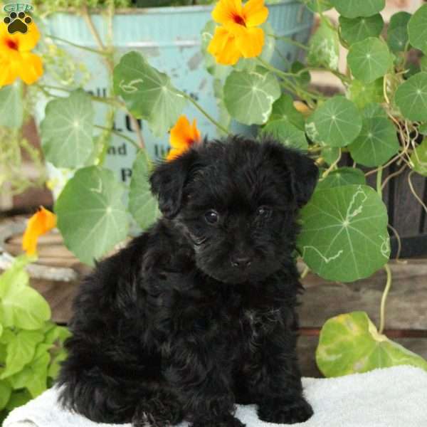 Midnight, Yorkie Poo Puppy