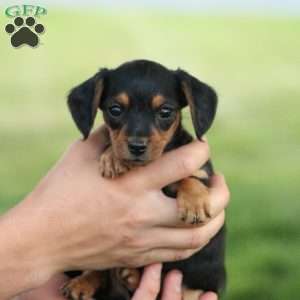 Sonya, Dorkie Puppy