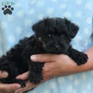 Midnight, Yorkie Poo Puppy
