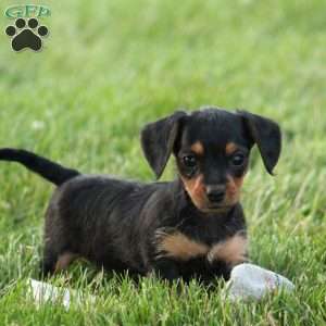 Sasha, Dorkie Puppy