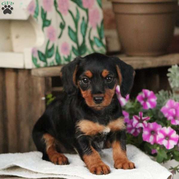 Skyla, Dorkie Puppy