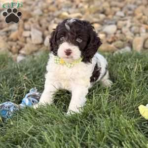 Biscuit, Cockapoo Puppy