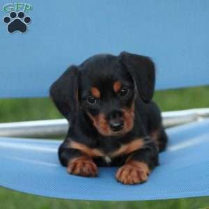 Skyla, Dorkie Puppy