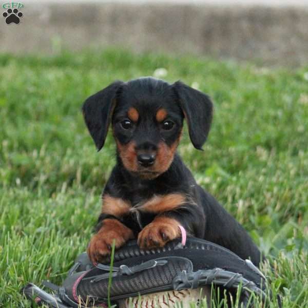 Sasha, Dorkie Puppy