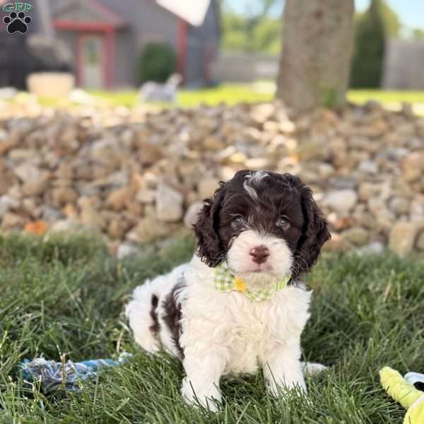 Biscuit, Cockapoo Puppy