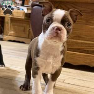 Bo, Boston Terrier Puppy