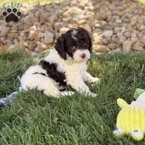 Biscuit, Cockapoo Puppy