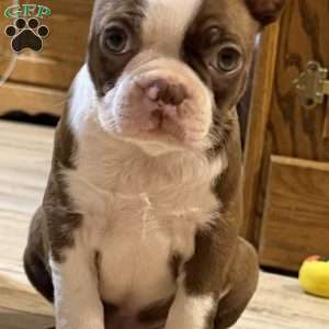 Bo, Boston Terrier Puppy