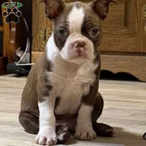 Bo, Boston Terrier Puppy