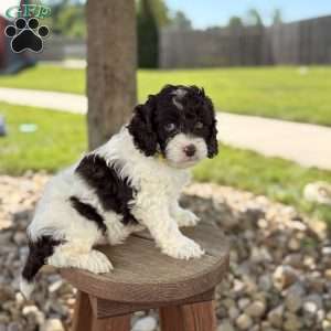 Biscuit, Cockapoo Puppy