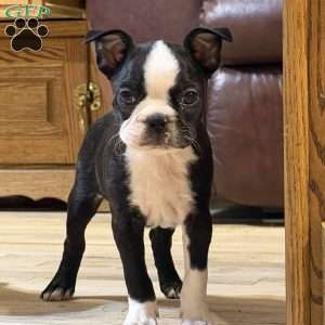 Luke, Boston Terrier Puppy
