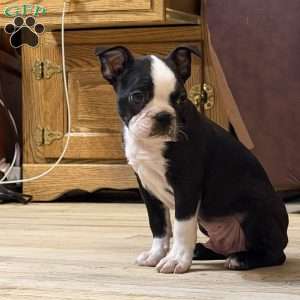 Luke, Boston Terrier Puppy