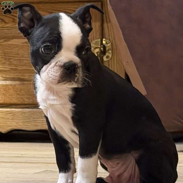 Luke, Boston Terrier Puppy
