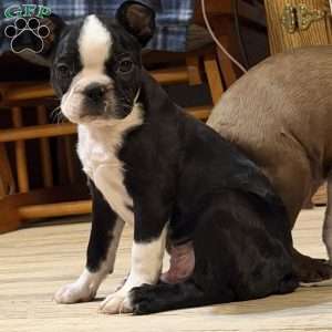 Luke, Boston Terrier Puppy