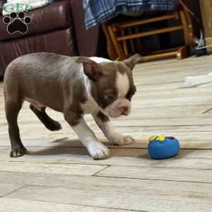 Bo, Boston Terrier Puppy