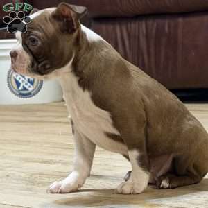 Bo, Boston Terrier Puppy