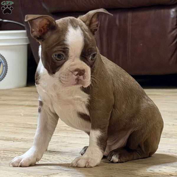 Bo, Boston Terrier Puppy
