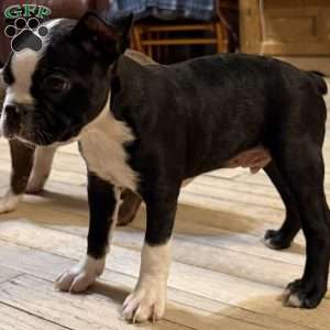 Luke, Boston Terrier Puppy