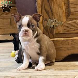 Bo, Boston Terrier Puppy