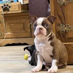 Bo, Boston Terrier Puppy