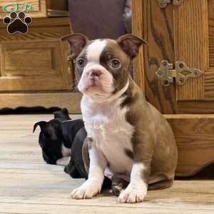 Bo, Boston Terrier Puppy